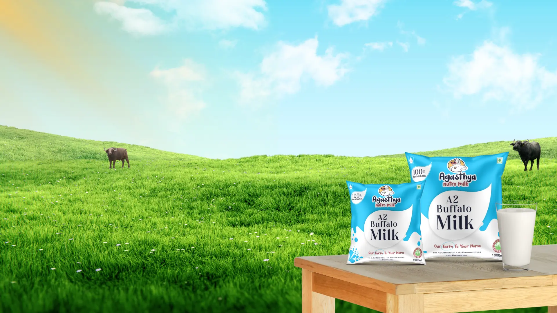 Agasthya dairy—sunlit pasture with healthy cows
