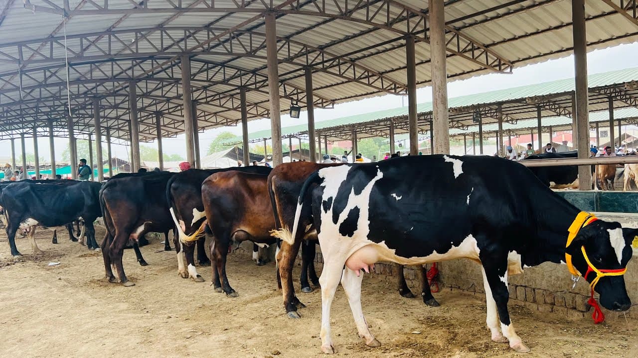 Agasthya Nutromilk — Tandur